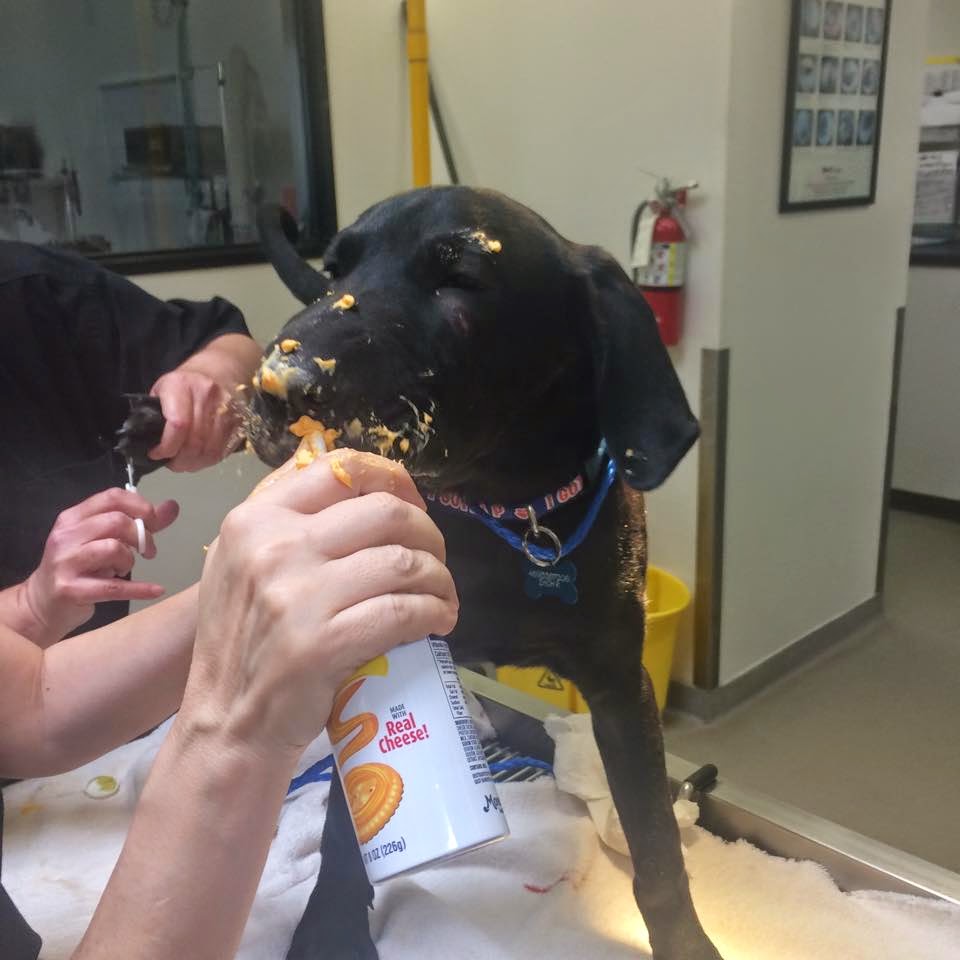 fear-free handling vet practice