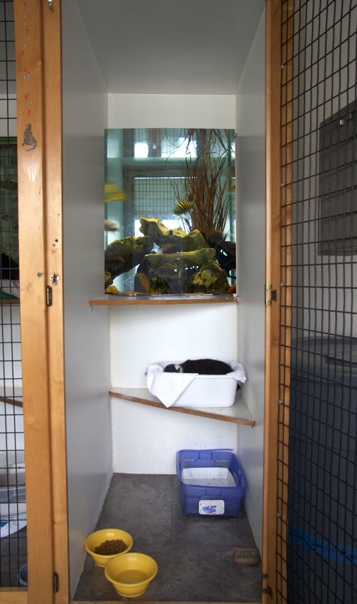 images/pet-hotel-cat.jpg#joomlaImage://local-images/pet-hotel-cat.jpg?width=502&height=850